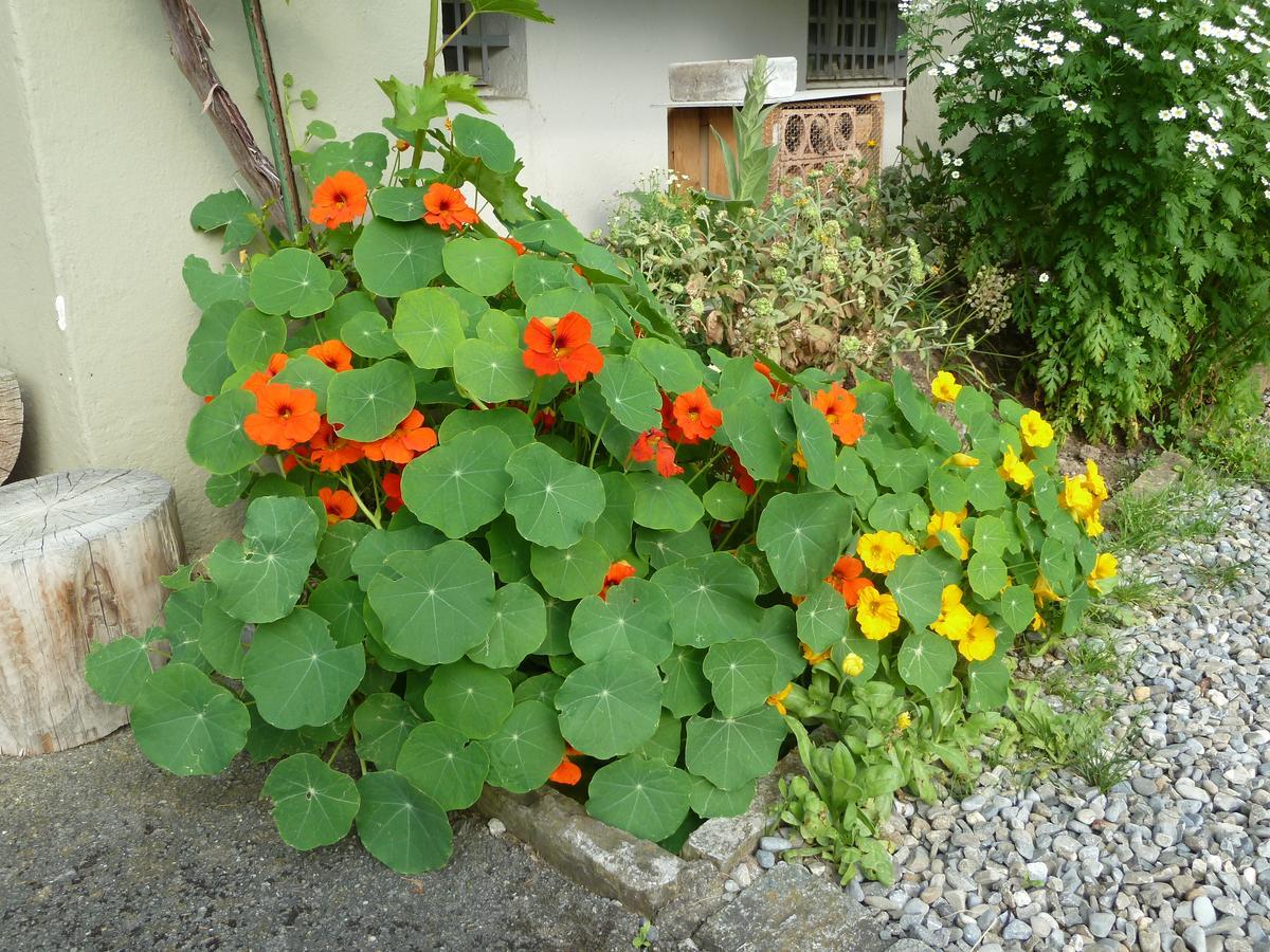 Restaurant Sunnmatt गेस्ट हाउस Aeschi Bei Spiez